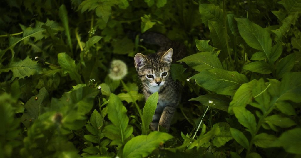 Cat Hotel Eugene